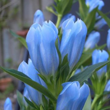 Japanischer Enzian (Gentiana makinoi) Blue Magic®