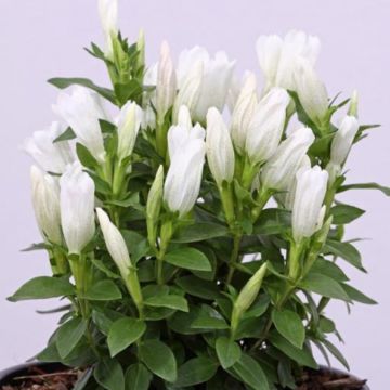 Japanischer Enzian (Gentiana makinoi) White Magic®