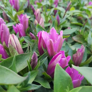 Enzian (Gentiana makinoi) Little Pinkie Aschiro