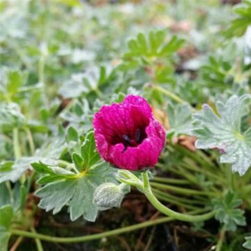 Storchschnabel (Geranium cinereum) JOLLY JEWEL Purple
