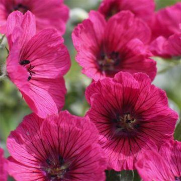 Storchschnabel (Geranium cinereum) JOLLY JEWEL Raspberry