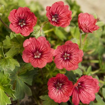 Storchschnabel (Geranium cinereum) JOLLY JEWEL Salmon