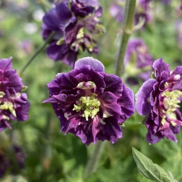 Brauner Storchschnabel (Geranium phaeum) Joseph Green