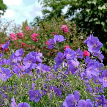 Blauer Wiesen-Storchschnabel (Geranium pratense) Orion