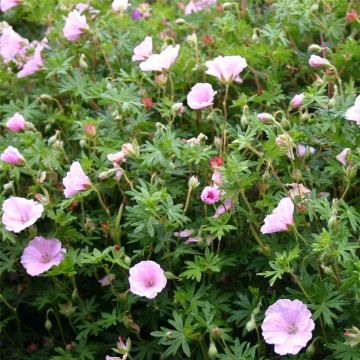 Zartrosa Storchschnabel (Geranium sanguineum) VISION Pink®