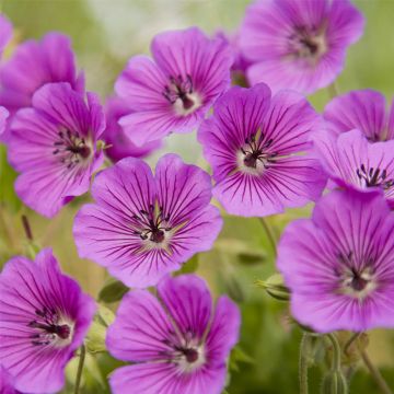 Storchschnabel (Geranium wallichianum) Pink Penny