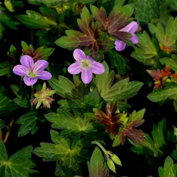 Sibirischer Storchschnabel (Geranium wlassovianum) Fay Anna