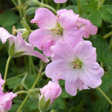 Storchschnabel (Geranium x cultorum) Dreamland