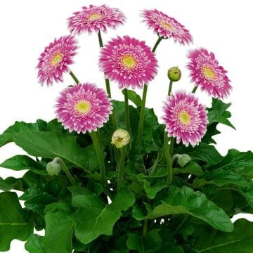 Gerbera (Gerbera jamesonii) GARVINEA Sweet Fiesta 