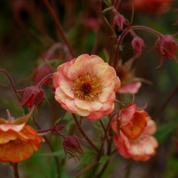 Nelkenwurz (Geum chiloense) Wet Kiss®