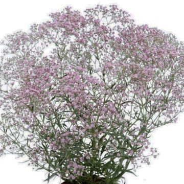 Niedriges Schleierkraut (Gypsophila paniculata ) FESTIVAL Pink Lady