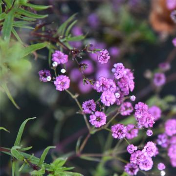 Schleierkraut (Gypsophila paniculata ) Pink Wedding