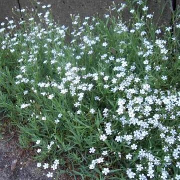 Zwergschleierkraut (Gypsophila repens) Alba