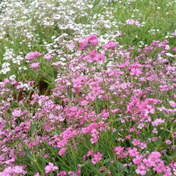 Zwergschleierkraut (Gypsophila repens) ROSEA