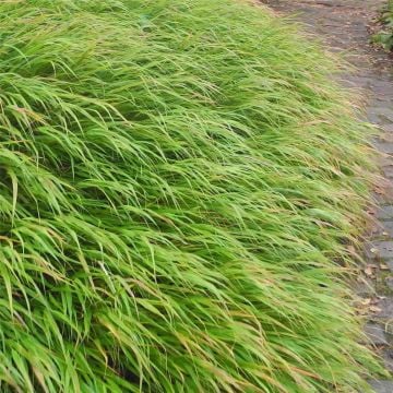 Japan-Berggras (Hakonechloa macra) 