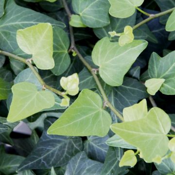 Herzblättriger Efeu (Hedera helix) Natasha