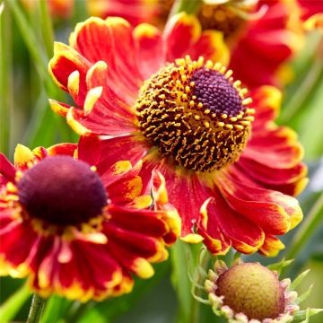 Sonnenbraut (Helenium x cultorum) Bandera