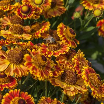 Sonnenbraut (Helenium autumnale) MARIACHI Fuego