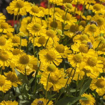 Sonnenbraut (Helenium autumnale) MARIACHI Sombrero