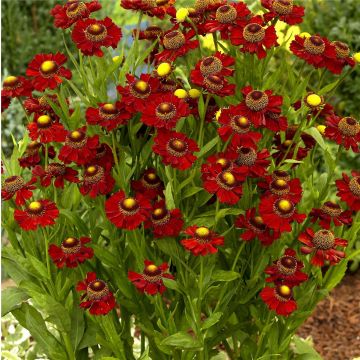 Sonnenbraut (Helenium hybride) Ruby Tuesday