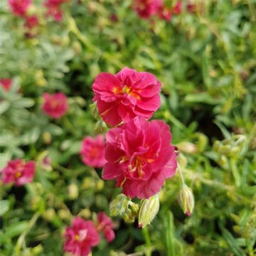 Sonnenröschen (Helianthemum) Cerise Queen 