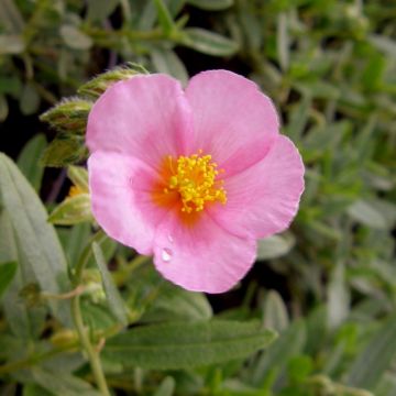 Sonnenröschen (Helianthemum) Lawrensons Pink