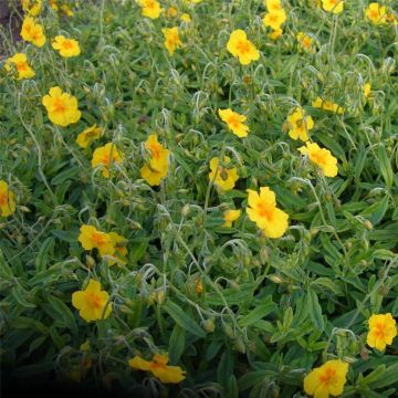 Sonnenröschen (Helianthemum x cultorum) Golden Queen