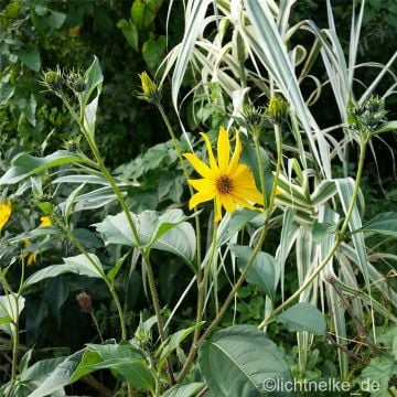 Topinambur (Helianthus tuberosus) Gute Gelbe