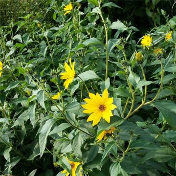 Topinambur (Helianthus tuberosus) Wildacker