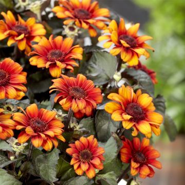 Sonnenauge (Heliopsis) Luna Roja