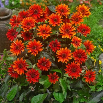 Sonnenauge (Heliopsis helianthoides) Fire Twister