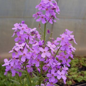 Nachtviole (Hesperis matronalis) 