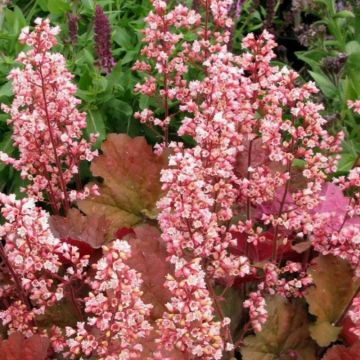 Purpurglöckchen (Heuchera) Pink Pearls