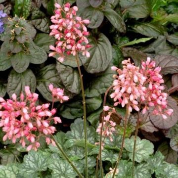 Purpurglöckchen (Heuchera) LITTLE CUTIES Peppermint