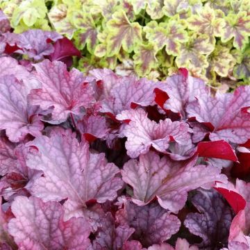 Purpurglöckchen (Heuchera villosa) Berry Smoothie