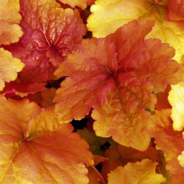 Purpurglöckchen (Heuchera) Créme Brûlée