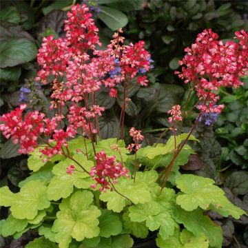 Purpurglöckchen (Heuchera) LITTLE CUTIES Sweet Tart