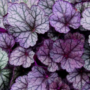 Purpurglöckchen (Heuchera) Sugar Frosting