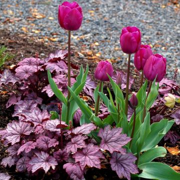 Purpurglöckchen (Heuchera) Sugar Plum