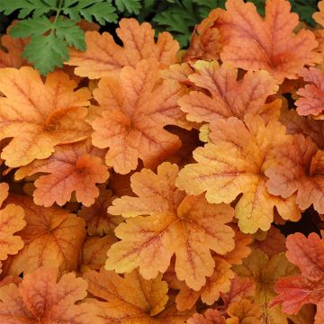 Schaumglöckchen (Heucherella) Buttered Rum