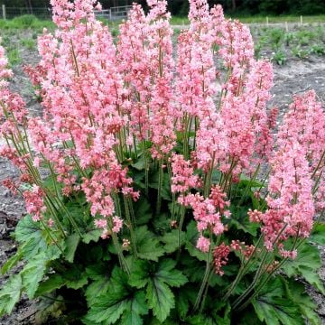 Schaumglöckchen (Heucherella) Pink Revolution