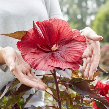 Riesen-Hibiskus (Hibiscus moscheutos) Carousel® Geant Red