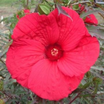 Riesen-Hibiskus (Hibiscus moscheutos) Fireball®