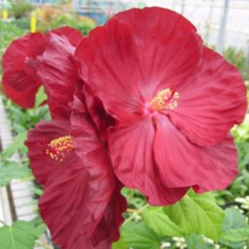 Riesen-Hibiskus (Hibiscus moscheutos) Robert Fleming®