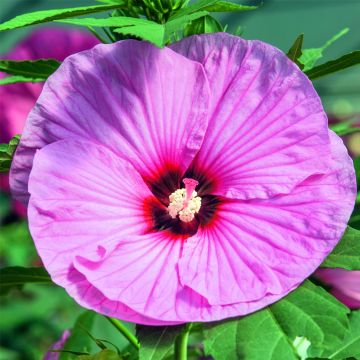 Riesen-Hibiskus (Hibiscus moscheutos) SUMMERIFIC Candy Crush