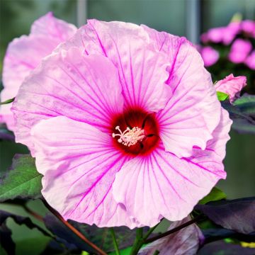 Riesen-Hibiskus (Hibiscus moscheutos) SUMMERIFIC Dark Mystery