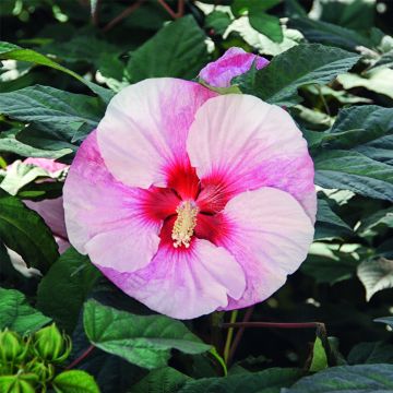 Riesen-Hibiskus (Hibiscus moscheutos) SUMMERIFIC Perfect Storm®