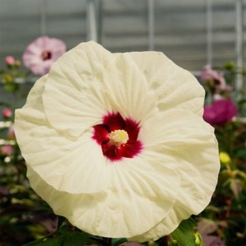Riesen-Hibiskus (Hibiscus moscheutos) SUMMERIFIC French Vanilla