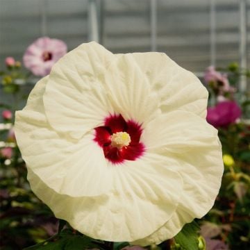 Riesen-Hibiskus (Hibiscus moscheutos) SUMMERIFIC French Vanilla