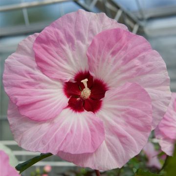 Riesen-Hibiskus (Hibiscus moscheutos) SUMMERIFIC Spinderella